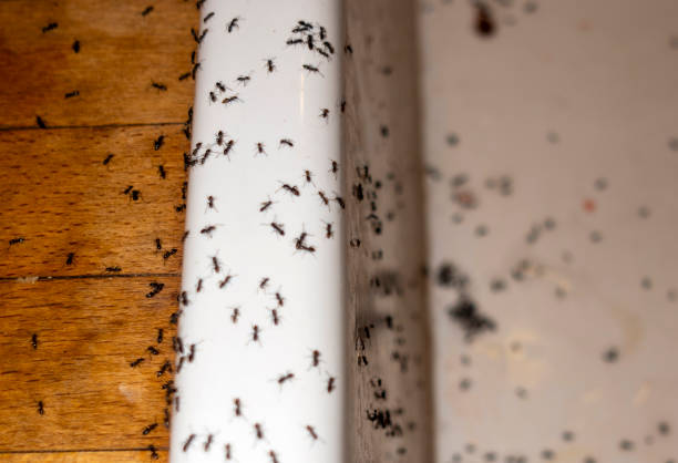 Trusted Akron, PA Pest Control Experts