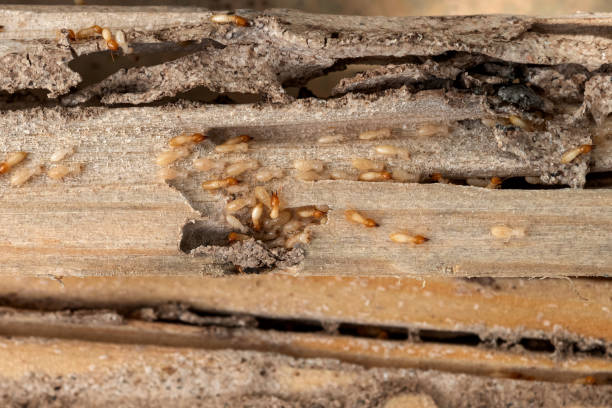 Best Pest Removal Services  in Akron, PA