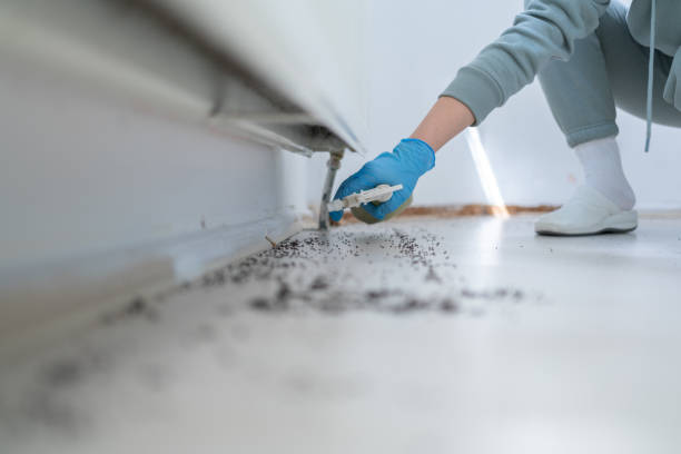 Best Wasp Removal Services  in Akron, PA